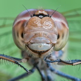 Insects